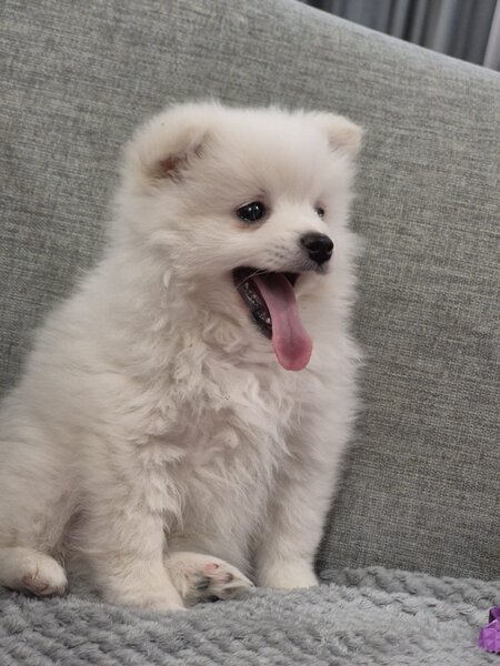 Pomeranian Mini Toy - 8 saptamani