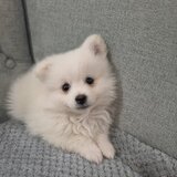 Pomeranian Mini Toy - 8 saptamani