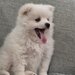 Pomeranian Mini Toy - 8 saptamani